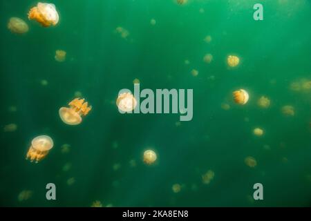 Die schöne Aufnahme des Jellyfish Lake - ein See auf der Insel Eil Malk in Palau Stockfoto