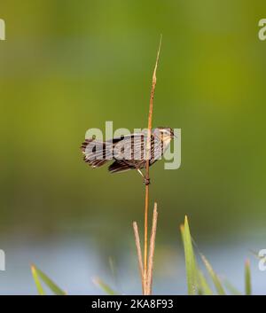 Eine schöne Aufnahme einer Rotte auf einem Ast Stockfoto
