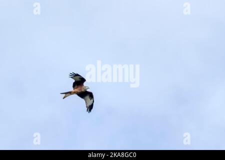 Der rote Drachen Milvus milvus fliegt über Norfolk. Stockfoto