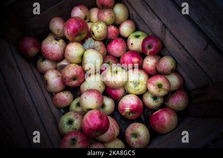 Äpfel zum Verkauf in Containern auf dem lokalen Markt Stockfoto