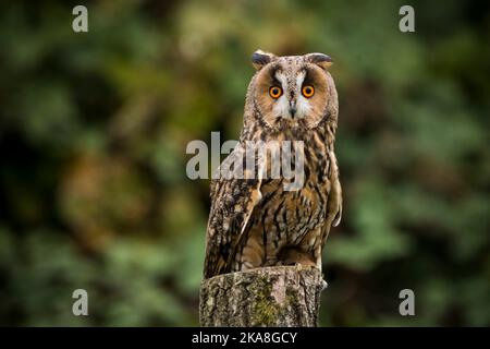 Langohrige Eule, die auf einem Pfosten im Wald thront Stockfoto