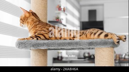 Eine niedliche rote Bengalkatze liegt auf einem Kratzbaum im Hintergrund des Raumes. Stockfoto