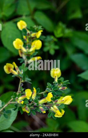 Cytisus hirsutus Blume wächst im Wald, aus der Nähe Stockfoto