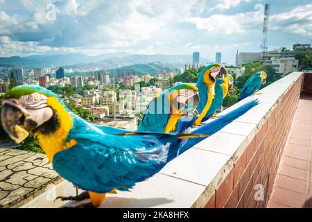 Ein wunderschöner blauer und gelber Aras, der auf einem Balkonzaun in einer Linie in Caracas, Venezuela, steht Stockfoto