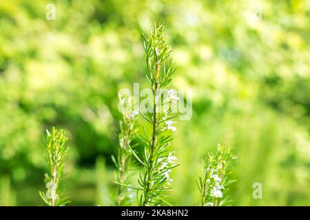 Rosmarinpflanze Nahaufnahme Unschärfe Hintergrund. Salvia Rosmarinus Feld Stockfoto
