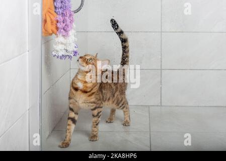 Bengalkatze in der Dusche. Haustiere waschen. Häusliche Katzenpflege. Stockfoto