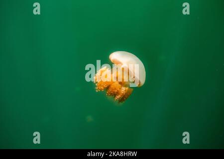 Die schöne Aufnahme des Jellyfish Lake - ein See auf der Insel Eil Malk in Palau Stockfoto