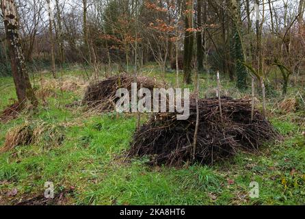 2 Jahre alte Stapel dicht gestapelter Reisig. Eine Mischung aus Heckenschnitt, dünnen Ästen und Brash aus Baumfällung. Zuhause für Insekten und Mäuse. Stockfoto