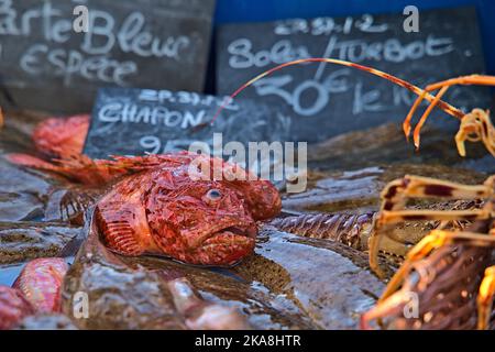 Roter Fisch auf dem Fischmarkt in Marseille Stockfoto