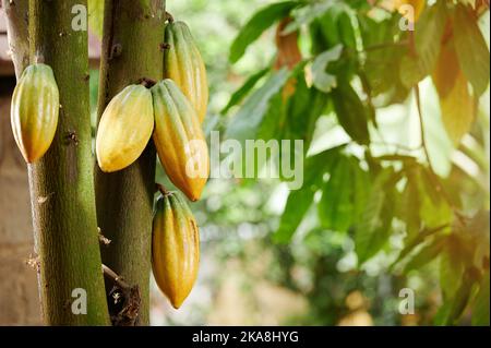 Gruppe von gelben Kakaoschoten auf Baum in grüner Plantage Stockfoto