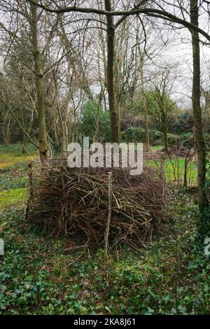 Neuer Bürstenhaufen aus Zweigen und kleinen Ästen, die nach dem Fällen von Bäumen für Brennholz übrig geblieben sind. Coppiced Stakes halten Stapel in ordentlich Stapel Stockfoto