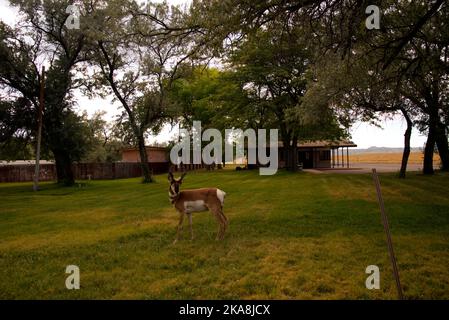 Pronghorn Buck im Flaming Gorge National Recreation Area, Utah Stockfoto