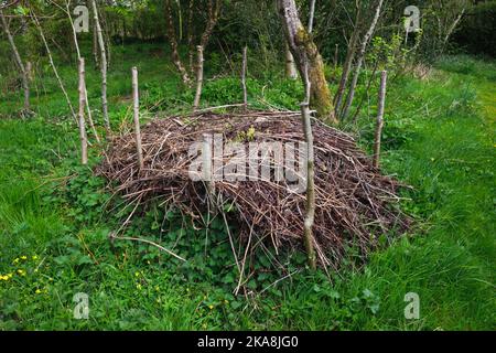 Old Brush Stack in der Nähe der Plas Coch Boundary, mit Blick nach Westen in Richtung Holly vor dem Schrein. Ständer aus Kupferholz. Stack begann im Spätsommer 20 Stockfoto