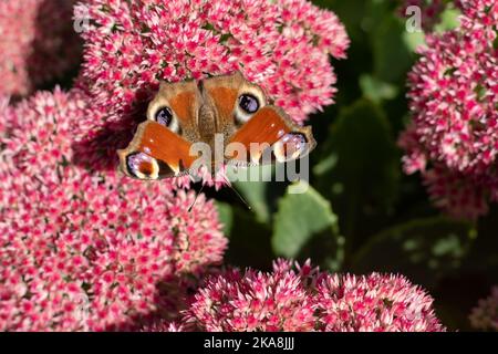 Ein Pfauenschmetterling frisst auf einer rosa Sedum-Blume - Hase-Kohl. Ein Blumenbeet mit Blumen, die von Insekten bestäubt werden. Schmetterlinge fliegen. Natur sonnigen Tag. Insekt. Schmetterlingsflügel. Grüne Pflanze aus nächster Nähe. Stockfoto