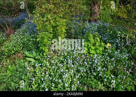 Selbstgesäte Wildblumen und Gartenflüchtlinge gedeihen gemeinsam an einem sonnigen Ort am Waldrand. Stockfoto