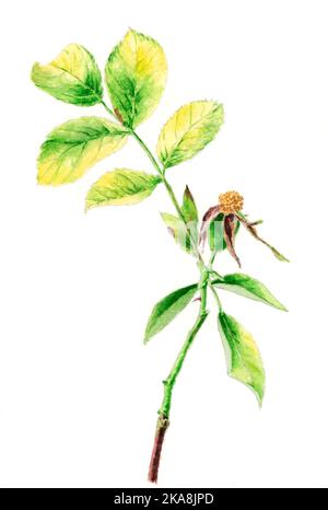 Hunderose (Rosa canina), botanische Zeichnung. Aquarell auf Papier. Stockfoto