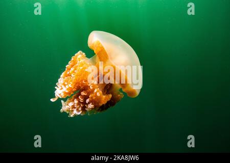 Die schöne Aufnahme des Jellyfish Lake - ein See auf der Insel Eil Malk in Palau Stockfoto