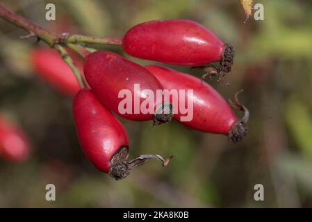 Ripe red rose hips, rosehips, haw or hep fruit of a dog rose (Rosa canina) on a briar in early autumn, Berkshire, October Stockfoto