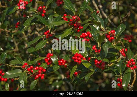 Reife rote Stechpalme (Ilex aquifolium) Beeren unter den oberen, nicht-stacheligen Blättern am Baum im Frühherbst, Berkshire, Oktober Stockfoto