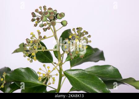 Junge Früchte und Blätter von jungen Efeu (Hedera Helix), alte Blumen und frühe Früchte im Herbst, die Ende des Jahres als Futter für Tiere dienen. Stockfoto