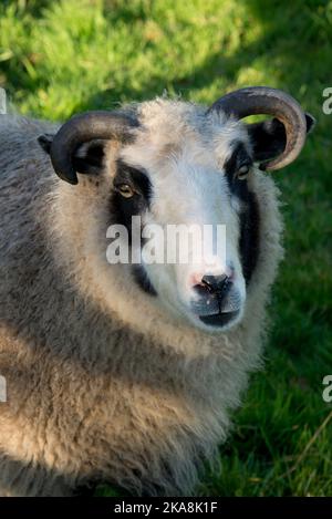 Ein Haustier Shetland Schafe mit Hörnern und schwarz-weißen Gesicht auf einem Gras Paddock an einem Herbstnachmittag, in der Stadt, im Oktober Stockfoto