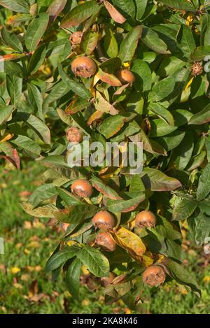 Reife Mispel (Mespilus germanica) ausgewachsene Frucht, die vor der Verwendung, auf dem Baum mit Blättern in Herbstfarbe, Bekshire, Oktober, gestreift wird Stockfoto