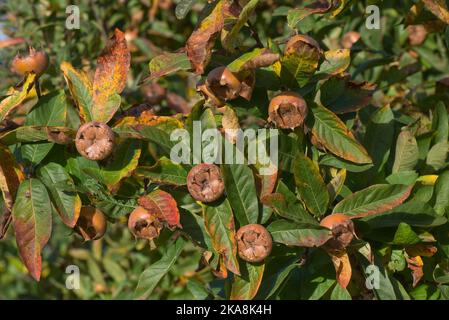 Reife Mispel (Mespilus germanica) ausgewachsene Frucht, die vor der Verwendung, auf dem Baum mit Blättern in Herbstfarbe, Bekshire, Oktober, gestreift wird Stockfoto