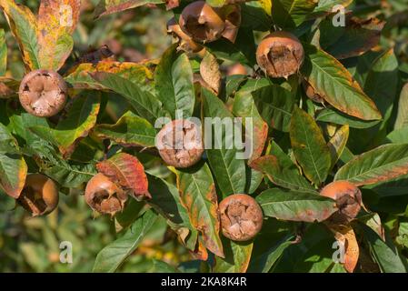 Reife Mispel (Mespilus germanica) ausgewachsene Frucht, die vor der Verwendung, auf dem Baum mit Blättern in Herbstfarbe, Bekshire, Oktober, gestreift wird Stockfoto