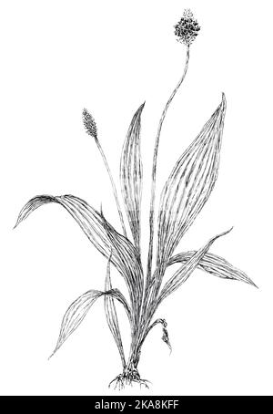 Botanische Zeichnung der Schmalblatt-Wegerich-Pflanze (Plantago lanceolata). Tinte auf Papier. Stockfoto