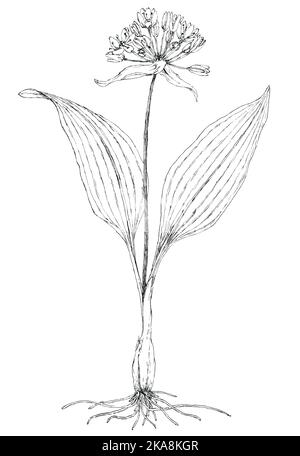 Botanische Zeichnung der Bärlauch-Pflanze (Allium ursinum). Tinte auf Papier. Stockfoto