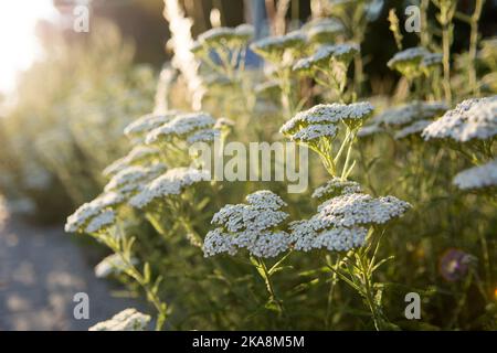 Schafgarbe mit weißen Blüten, die am Straßenrand wachsen Stockfoto