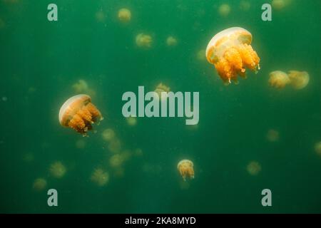 Die schöne Aufnahme des Jellyfish Lake - ein See auf der Insel Eil Malk in Palau Stockfoto