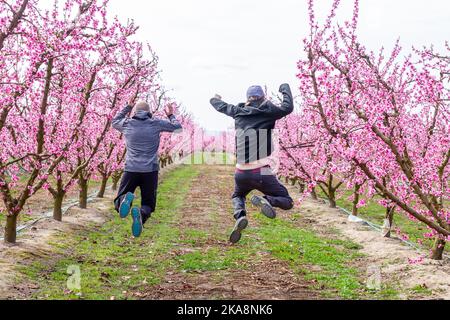 Zwei Jungen auf dem Rücken springen glücklich zwischen Pfirsichbäumen in Aitona, Katalonien (Spanien), selektive Annäherung an die blaue Kappe. Stockfoto