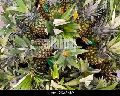 Augusta, GA USA - 12 22 21: Verkaufsgeschäft frische Produkte Ananas auf dem Display Stockfoto
