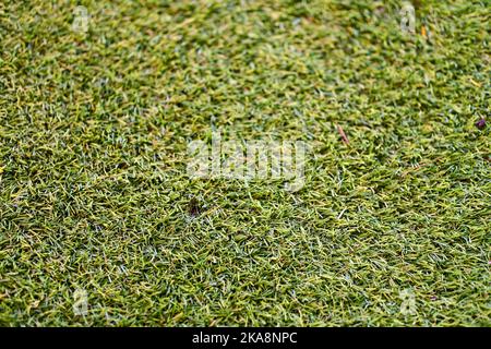 Nahaufnahme einer grünen Kunstgrasmatte. Stockfoto