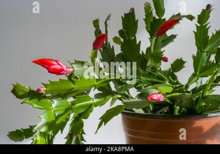 Schlumbergera Kaktus Blume (Zygocactus, Urlaub oder Krabbenkaktus) im Topf. Rote rosa Schlumbergera Blütenknospen Stockfoto