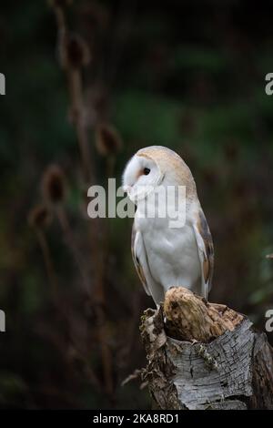 Scheune Owl: Tyto alba. Gefangener Vogel, kontrollierte Bedingungen. Hampshire, Großbritannien Stockfoto