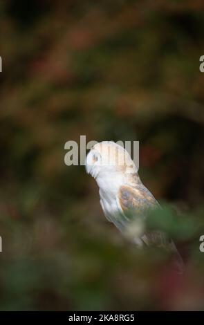 Scheune Owl: Tyto alba. Gefangener Vogel, kontrollierte Bedingungen. Hampshire, Großbritannien Stockfoto