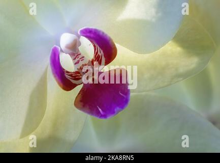 An einem Sommermorgen in Taylors Falls, Minnesota, USA, ist eine blassgelbe Phalaenopsis-Orchidee mit ihren rosafarbenen Innenteilen zu sehen. Stockfoto