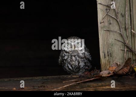 Kleine Eule: Athene noctua. Gefangener Vogel, kontrollierte Bedingungen. Hampshire, Großbritannien Stockfoto