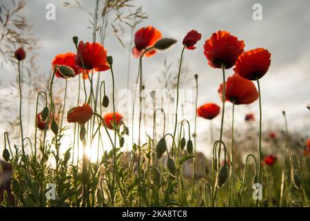 Roter Mohn blüht gegen die aufgehende Sonne Stockfoto