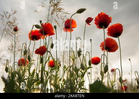 Schöne rote Mohnblumen gegen die aufgehende Sonne Stockfoto