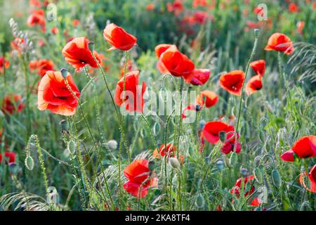 Schöne rote Mohnblumen blühen auf einer grünen Wiese Stockfoto