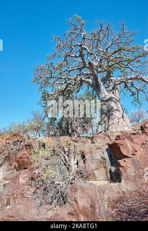 Baobab-Baum an den Epupa-Wasserfällen in der Kunene-Region im Norden Namibias Stockfoto