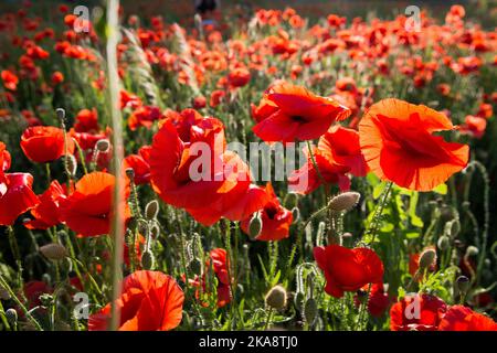 Feld von roten Mohnblumen in voller Blüte Stockfoto