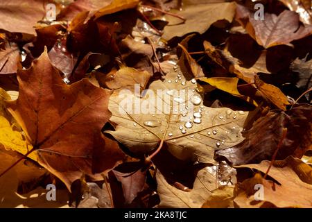 Wassertropfen auf einem gefallenen Blatt im Herbst Stockfoto