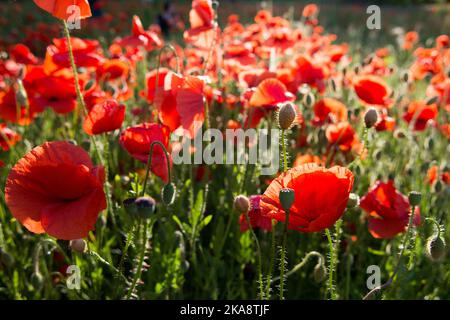 Bereich der rote Mohn Blumen Stockfoto