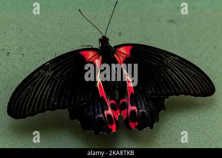 Eine Nahaufnahme eines roten und schwarzen scharlachroten Mormons (Papilio rumanzovia) Schmetterlings auf einer grünen Oberfläche Stockfoto