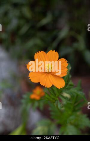Eine vertikale, selektive Fokusaufnahme einer einzelnen, von Grün umgebenen orangen Schwefelkosmos-Blume Stockfoto
