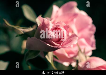 Eine perfekte rosa Rose im Prozess der Öffnung im Sommer Stockfoto